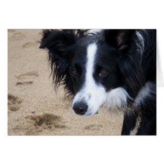 Carte Collie Bordure