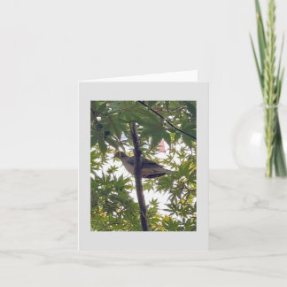 Carte colombe