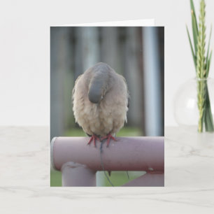 Carte Colombe de prière