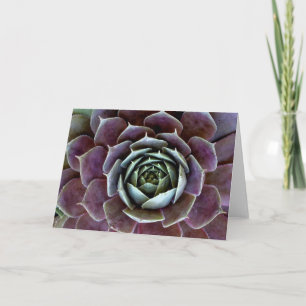 Carte Complément Succulent pourpre