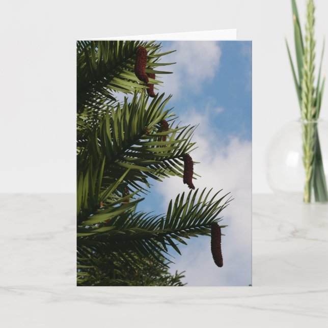 Carte cône Wollemi Pine Tree (Devant)