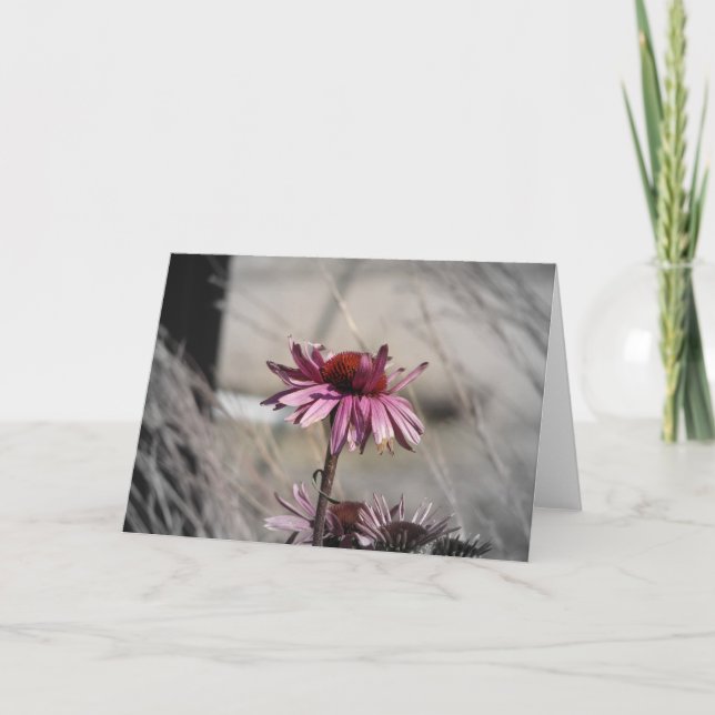 Carte Conflowers (Devant)