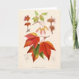 Carte Copie botanique - érable rouge (rubrum d'acer)