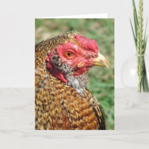 Carte Coq créole Toutes les occasions