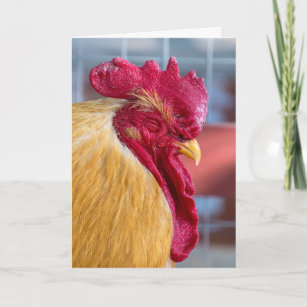 Cartes Poulet D Anniversaire Zazzle Ca