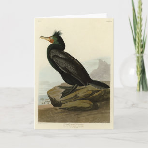 Carte Cormorant à aigrettes Audubon Birds of America