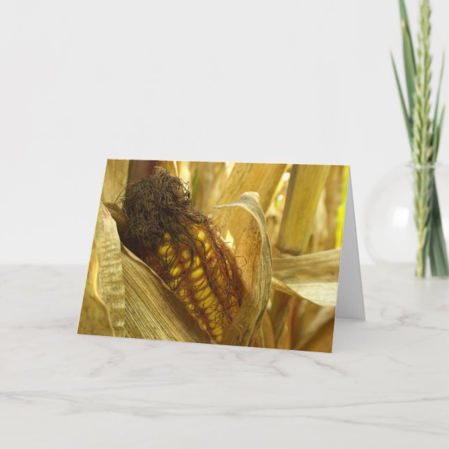Carte Corn close up greetingcard (Devant)