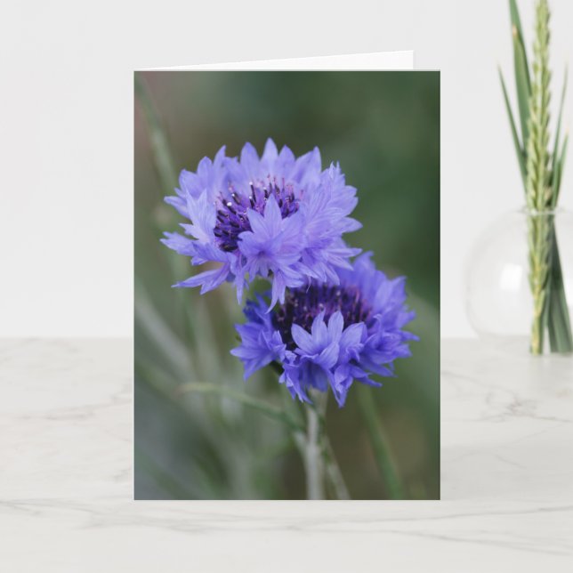 Carte Cornfleurs bleues (Devant)
