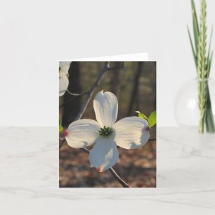 Carte Cornouiller fleurissant