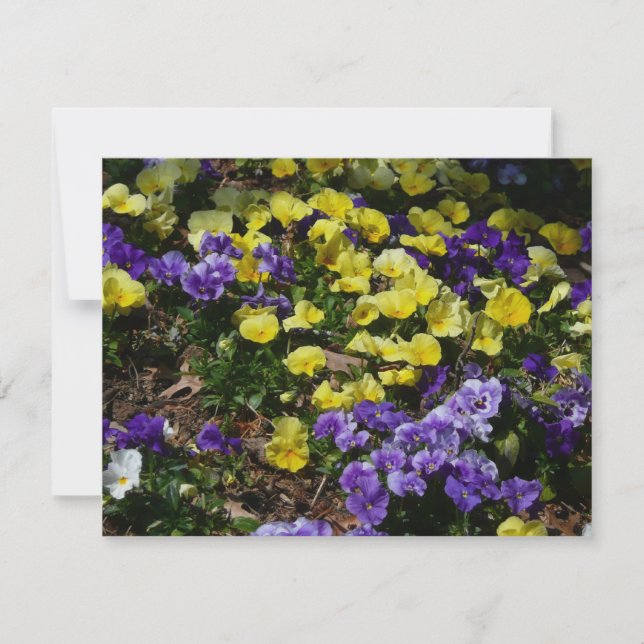 Carte Coteau de panneaux violets et jaunes (Devant)