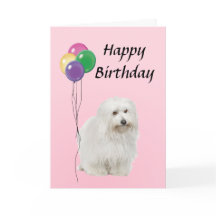 Coton De Tulear avec Ballons Joyeux anniversaire