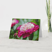 Cottage rose Peony Garden Flower Se Bien Bientôt