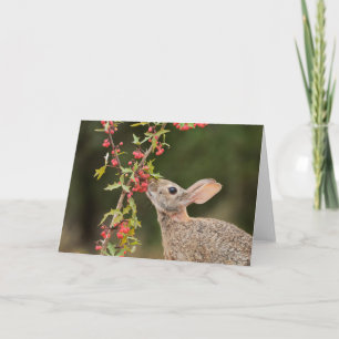 Carte Cottontail Est Sud du Texas