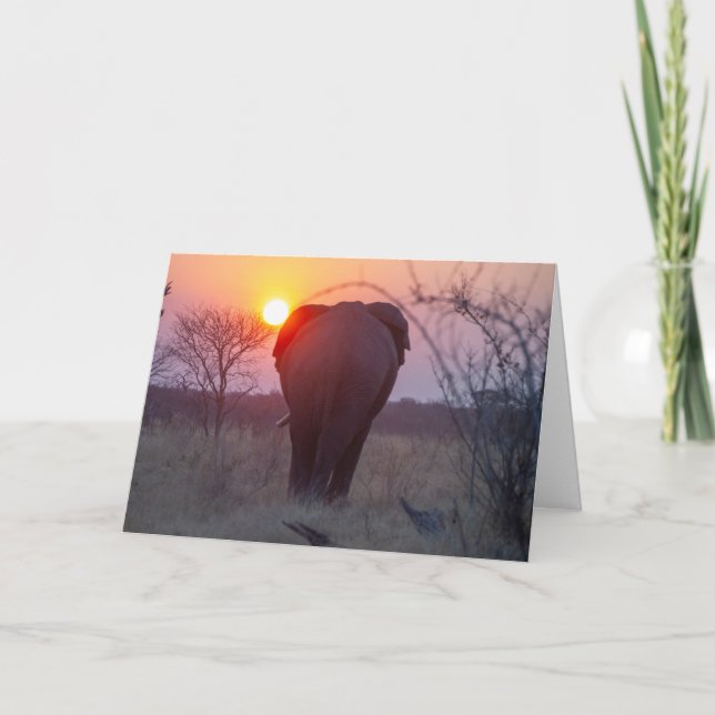 Carte Coucher de soleil sur l'éléphant africain (Devant)