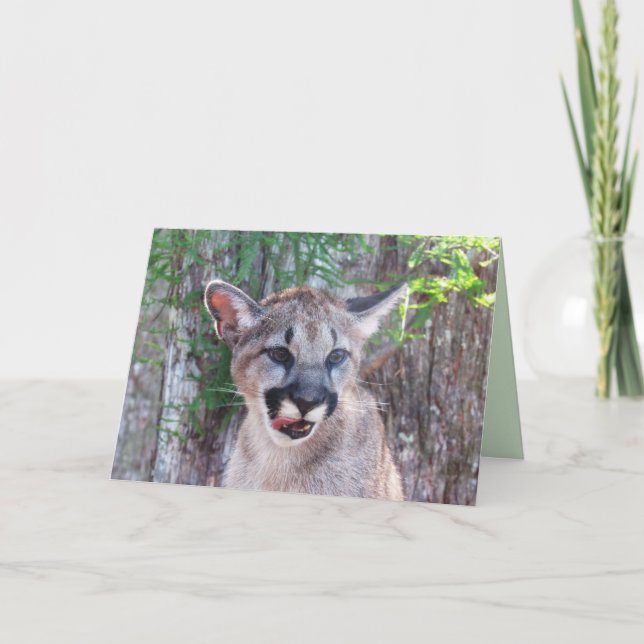 Carte Cougar Cub Greeting Card (Devant)