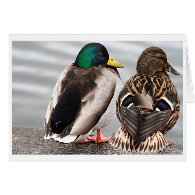 Carte Couple Canard Mallard (Devant horizontal)