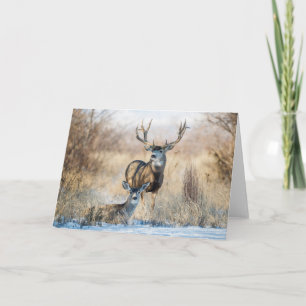 Carte Couple de cerfs   Cerf mulet