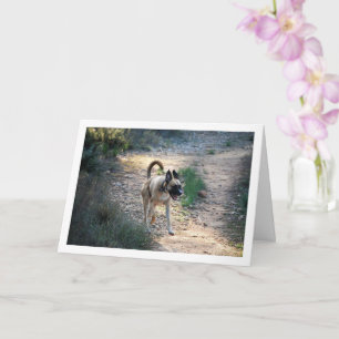 Carte Courir et sauter des chiens