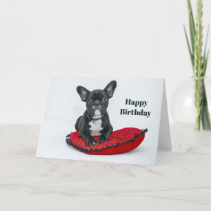 Carte Coussin noir de Bulldog en France