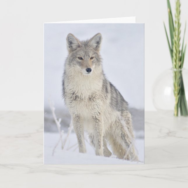 Carte Coyote - Photographie de la faune par Steven Holt (Devant)