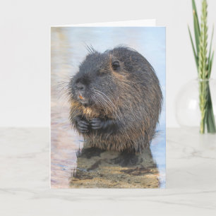 Carte Coypu Assis Dans L'Eau