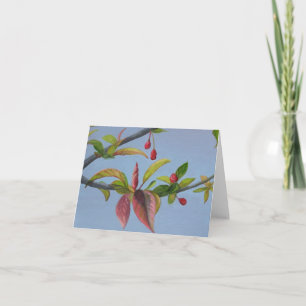 Carte crabappoms blossoms