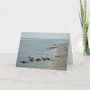 Carte Crabes en fer à cheval le long de plage