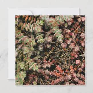 Carte Crassula perforata