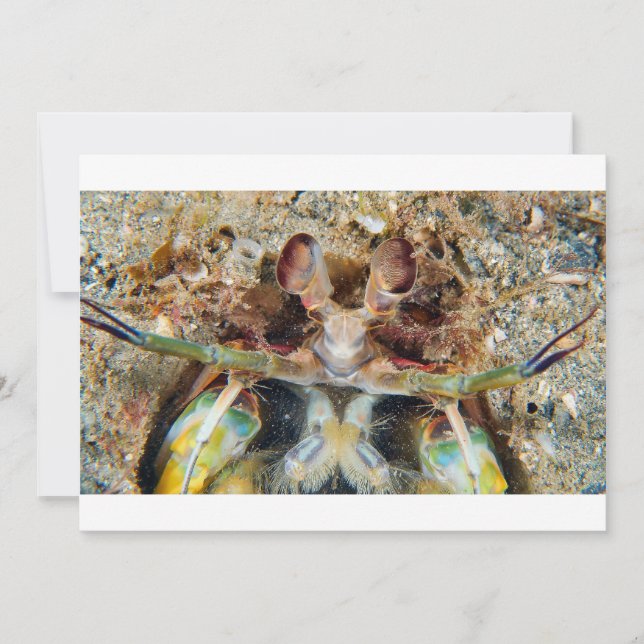 Carte Crevettes Mantis (Devant)