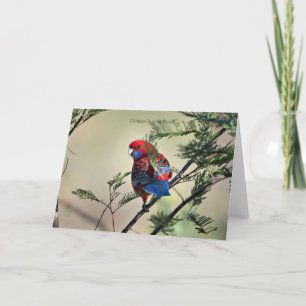 Carte Crimson Rosella Parrot,