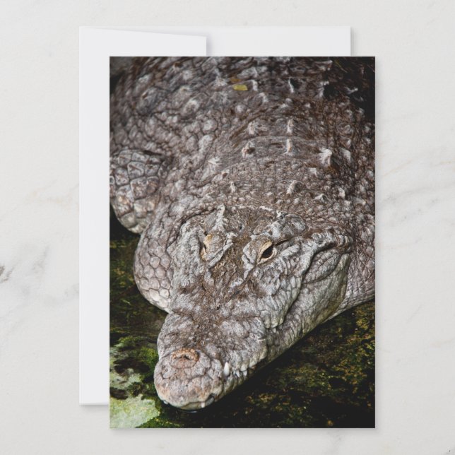 Carte Crocodile (Devant)