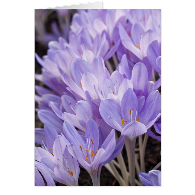 Carte Crocus (Devant)
