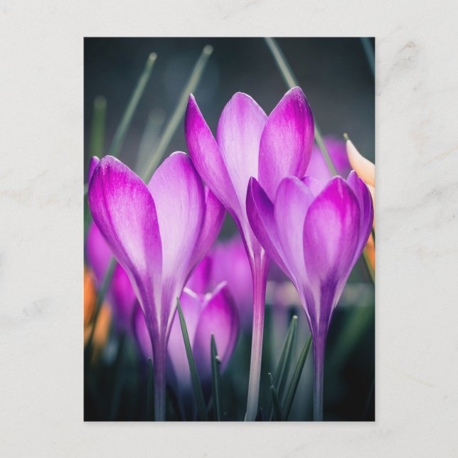 Carte Crocus (Devant)