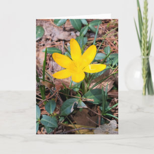 Carte Crocus de printemps jaune penser à vous