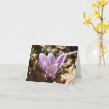 Carte Crocus Emerging (vide)