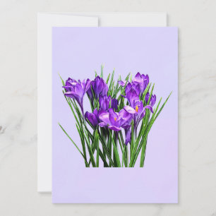 Carte Crocus pourpres