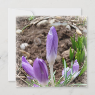 Carte Crocus printaniers