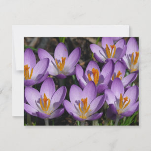 Carte Crocus violets ensoleillés