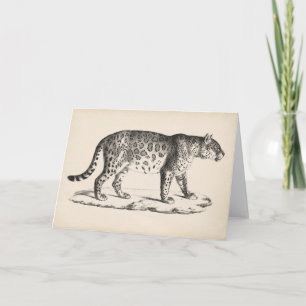 Carte Croquis Brodtmann Leopard