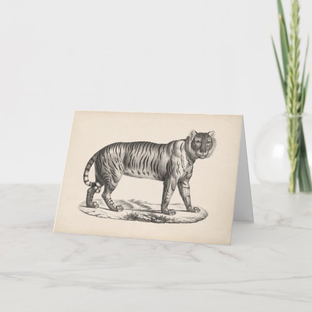 Carte Croquis Brodtmann Tiger (Devant)
