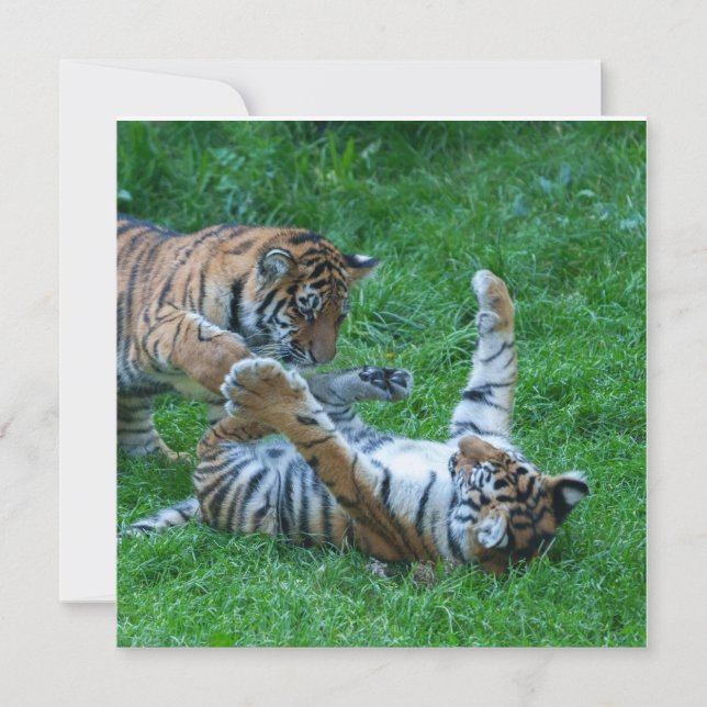 Carte Cubes de tigre énergétiques (Devant)