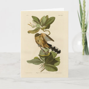 Carte Cuckoo de la mangrove des oiseaux d'Amérique d'Aud