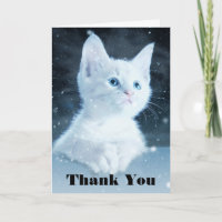 Cuite Kitten blanc avec Joli Merci d'yeux bleu