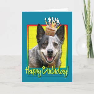 Carte Cupcake d'anniversaire - Chien de bétail australie