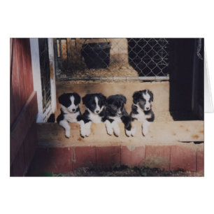 Carte curieuse de chien de chiots de border collie