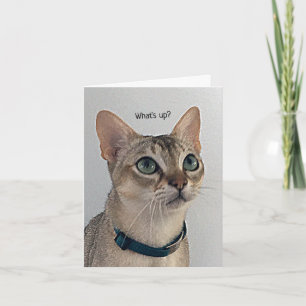 Carte Curieux Chat blanc