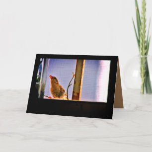Carte Curieux Finch