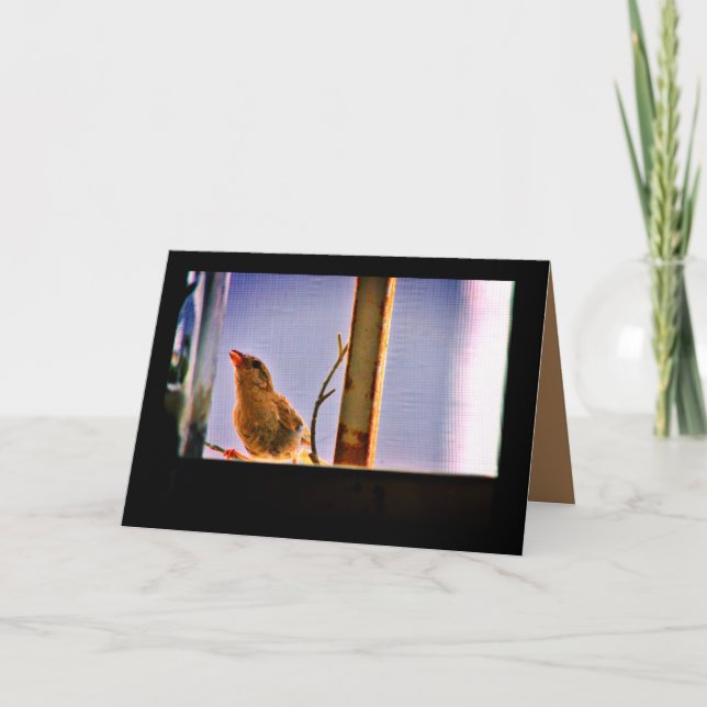 Carte Curieux Finch (Devant)