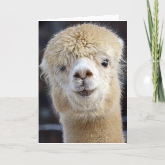 Carte Cute Alpaca face (Devant)