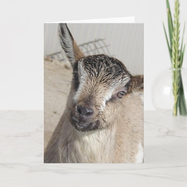Carte Cute chèvre (Devant)